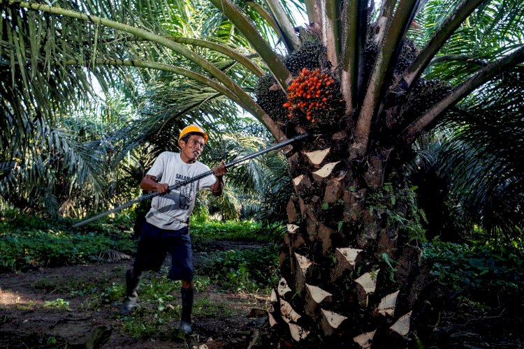 SPKS Tingkatkan Kapasitas Petani Sawit di Konut Melalui Pelatihan Budidaya Berkelanjutan 2 image 750x 651806245536d 1