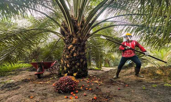 SPKS Tingkatkan Kapasitas Petani Sawit di Konut Melalui Pelatihan Budidaya Berkelanjutan 1 pusat 6c2185af a1a9 4816 9072 5e2580aa53d2 news