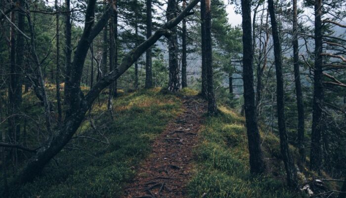 adventure forest nature 4029 824x550 1