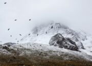 birds cold fog 4037 825x550 1