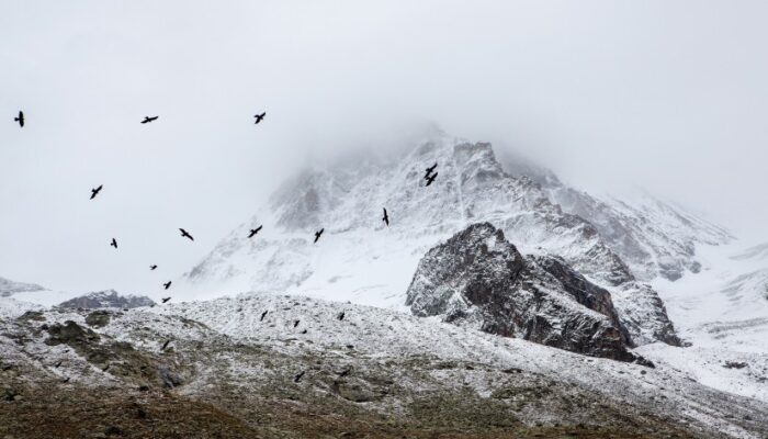 birds cold fog 4037 825x550 1