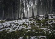 forest-nature-snow-4058-824x550 5 forest nature snow 4058 824x550 1