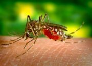 mosquito-542156_1280 5 mosquito 542156 1280 1