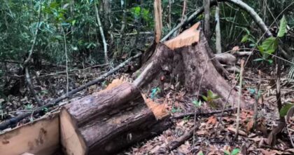 Kayu 1